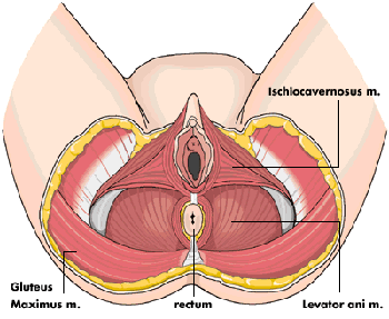 Levator Ani