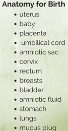 anatomy list